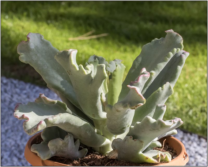 A photo of Cotyledon orbiculata