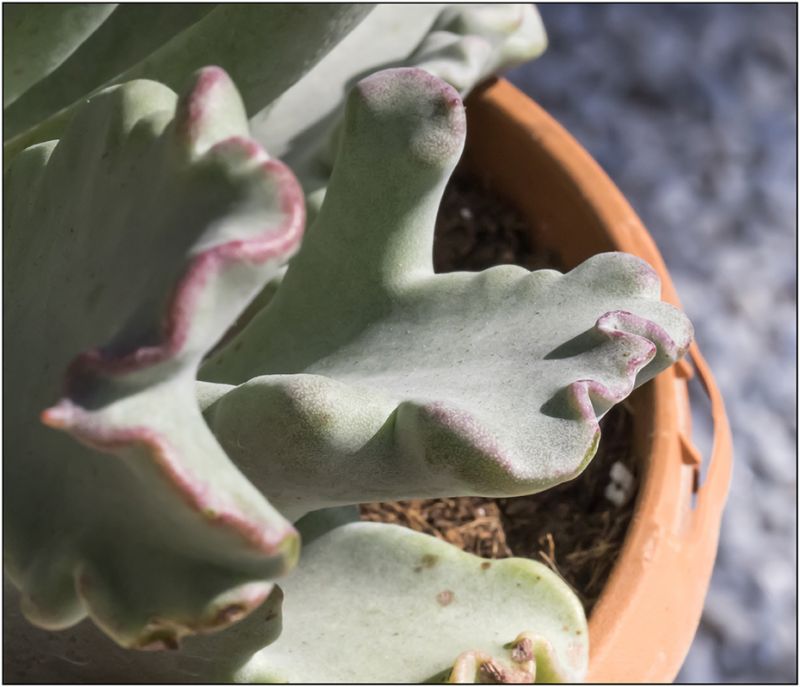 A photo of Cotyledon orbiculata
