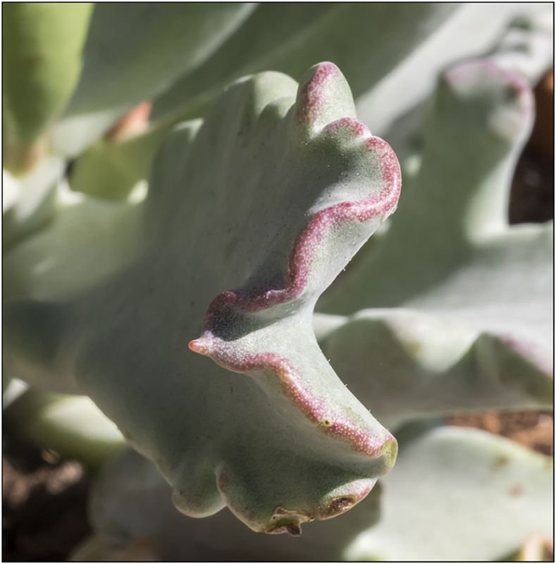 A photo of Cotyledon orbiculata