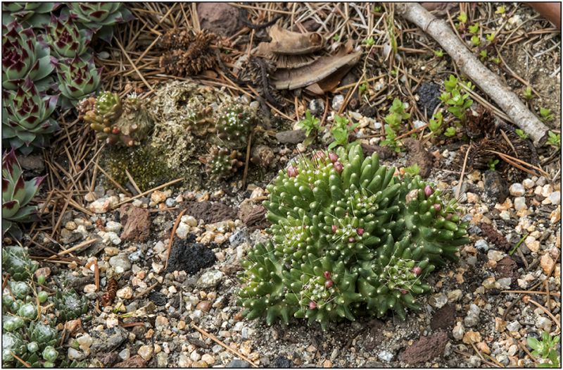 A photo of Mammillaria crinita ssp crinita fma. monstruosa