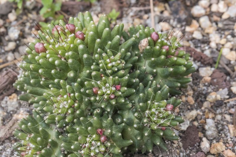 A photo of Mammillaria crinita ssp crinita fma. monstruosa