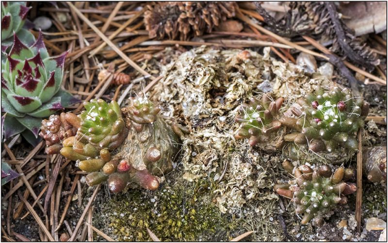 A photo of Mammillaria crinita ssp crinita fma. monstruosa