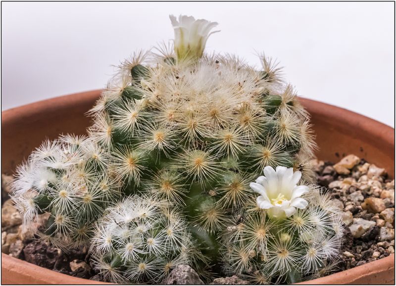 Una foto de Mammillaria laui ssp. laui