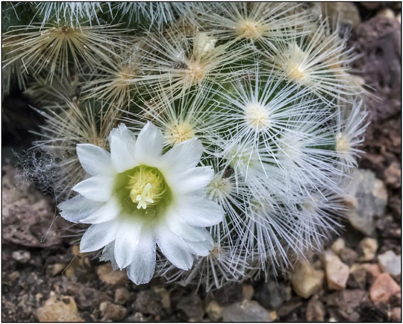 Una foto de Mammillaria laui ssp. laui