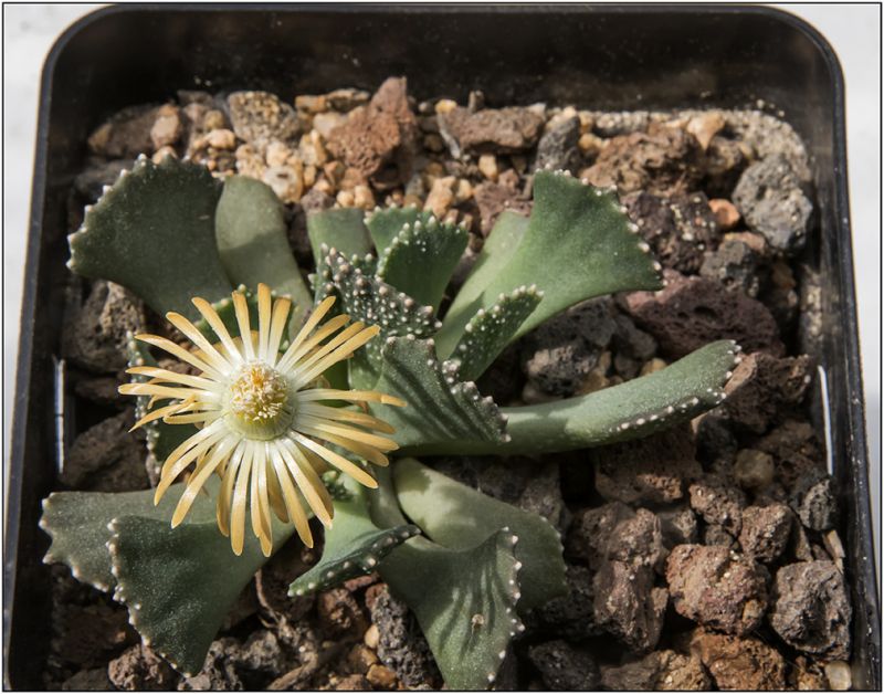 Una foto de Aloinopsis malherbei