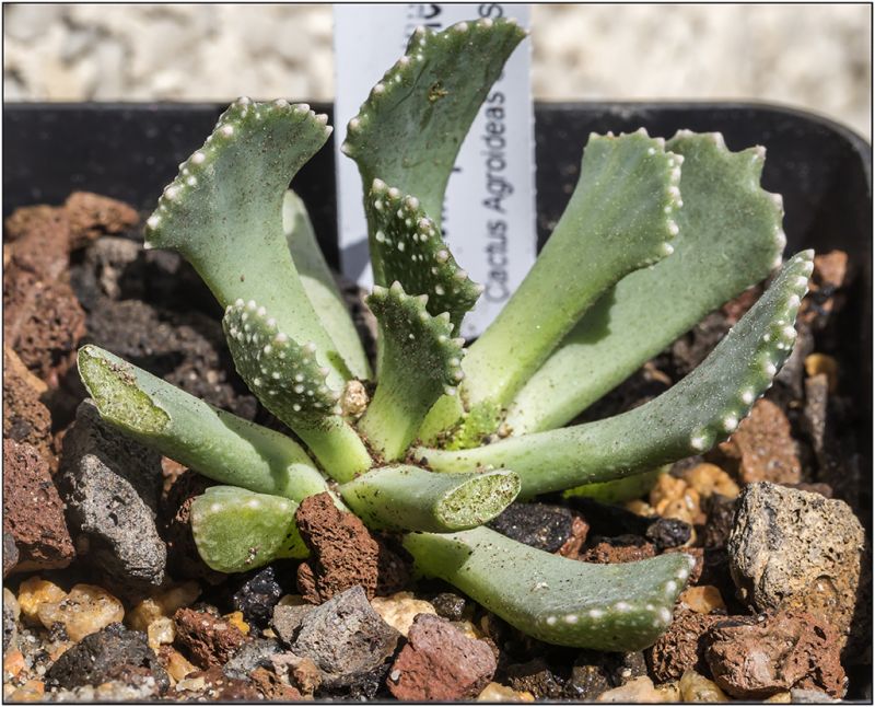 Una foto de Aloinopsis malherbei