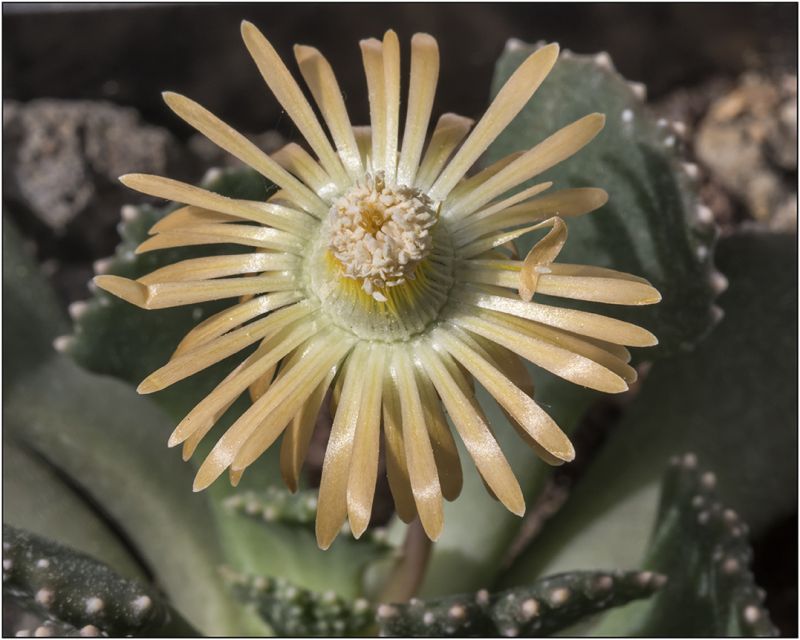 Una foto de Aloinopsis malherbei