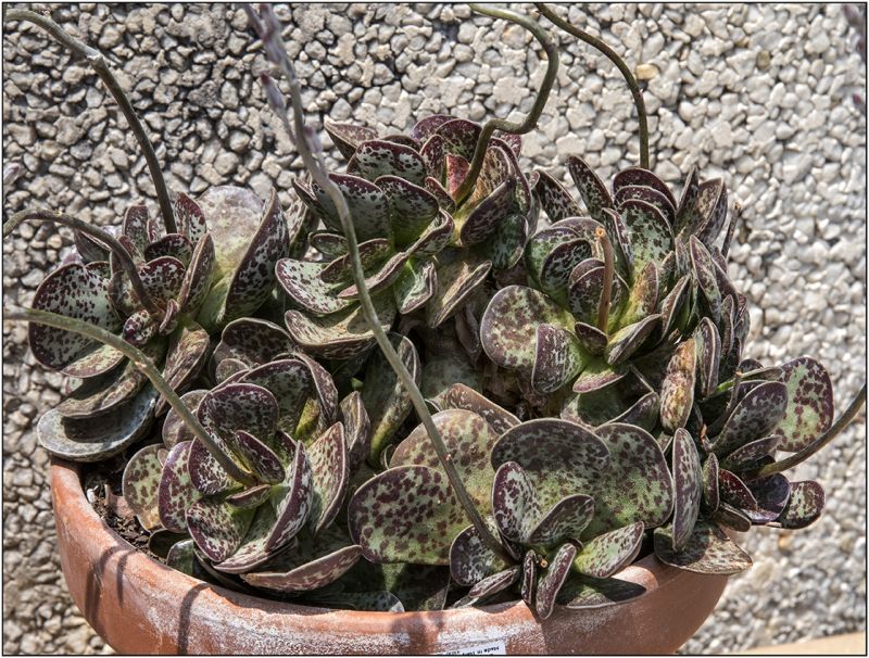 A photo of Adromischus maculatus