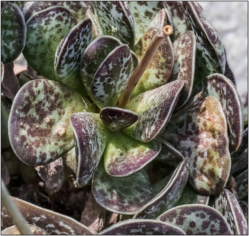 A photo of Adromischus maculatus
