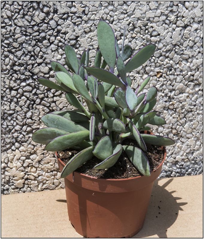 A photo of Senecio crassissimus