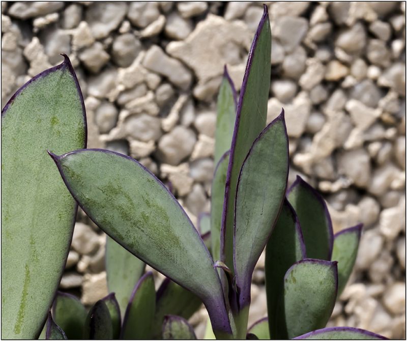 A photo of Senecio crassissimus