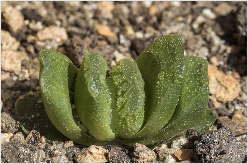 Una foto de Haworthia truncata