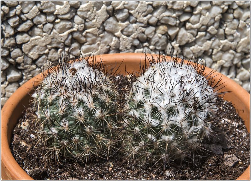 A photo of Turbinicarpus viereckii