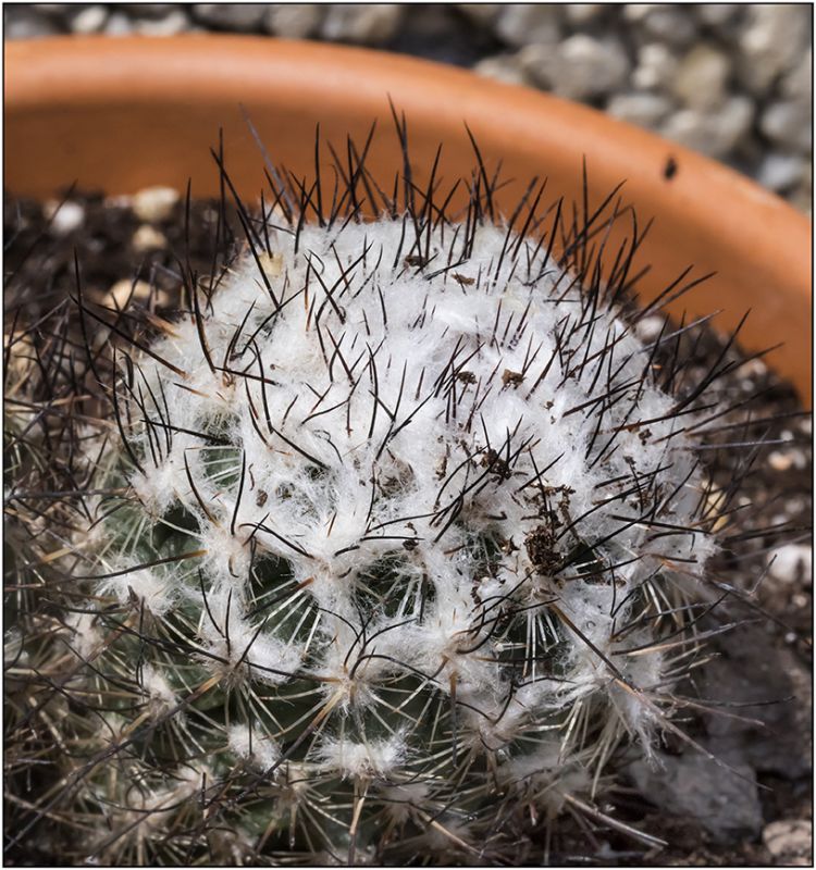 A photo of Turbinicarpus viereckii