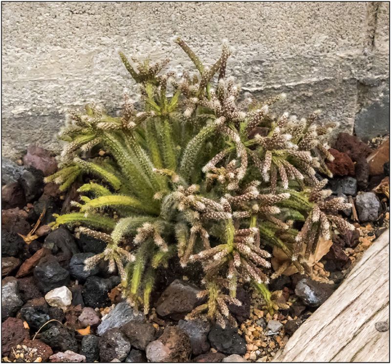 Photo of a cactus currently being identified