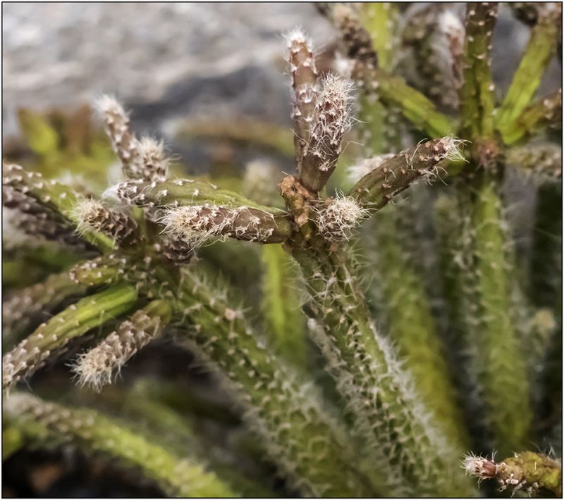 Photo of a cactus currently being identified
