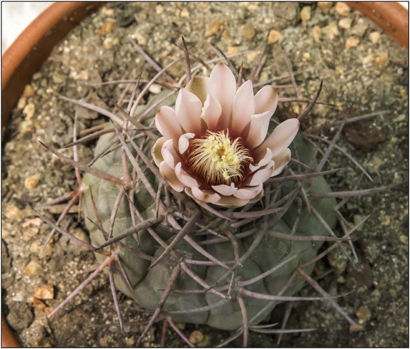 Una foto de Gymnocalycium castellanosii