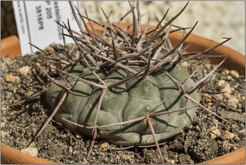 Una foto de Gymnocalycium castellanosii
