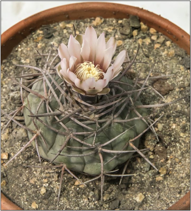 Una foto de Gymnocalycium castellanosii