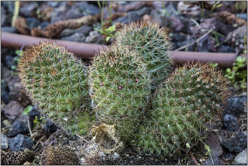 Foto de un cactus que se está identificando actualmente