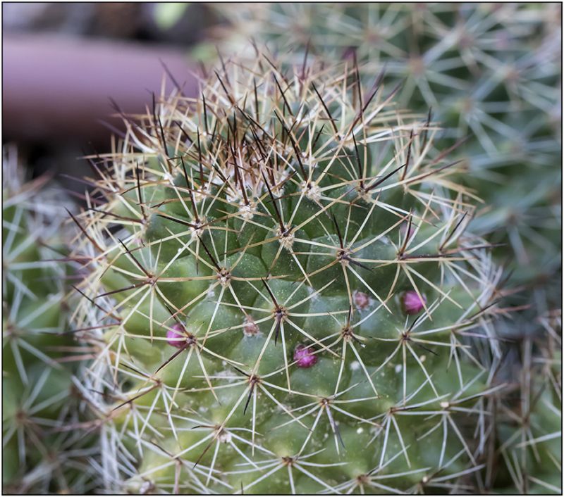 Foto de un cactus que se está identificando actualmente