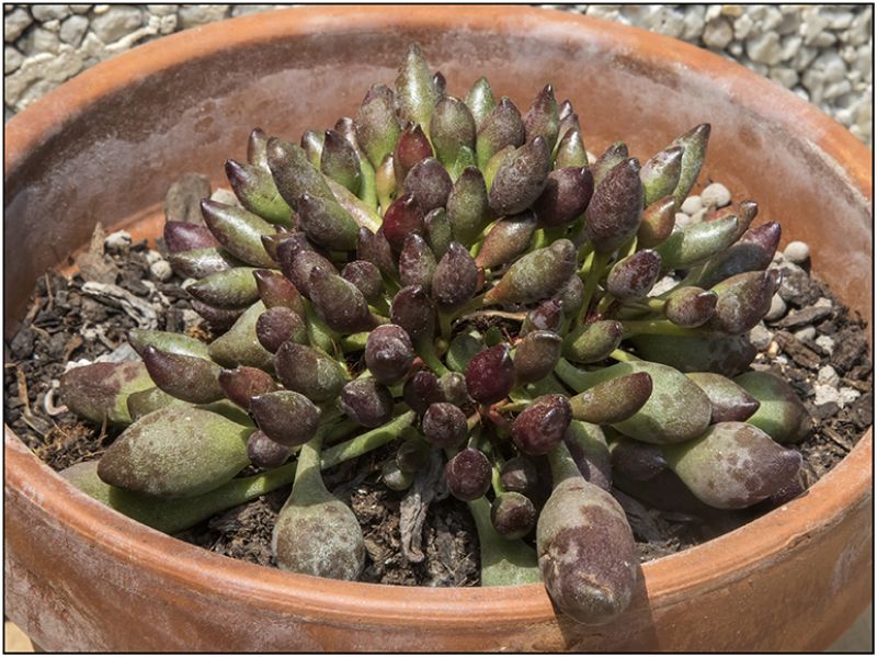 A photo of Adromischus cristatus Indian Clubs
