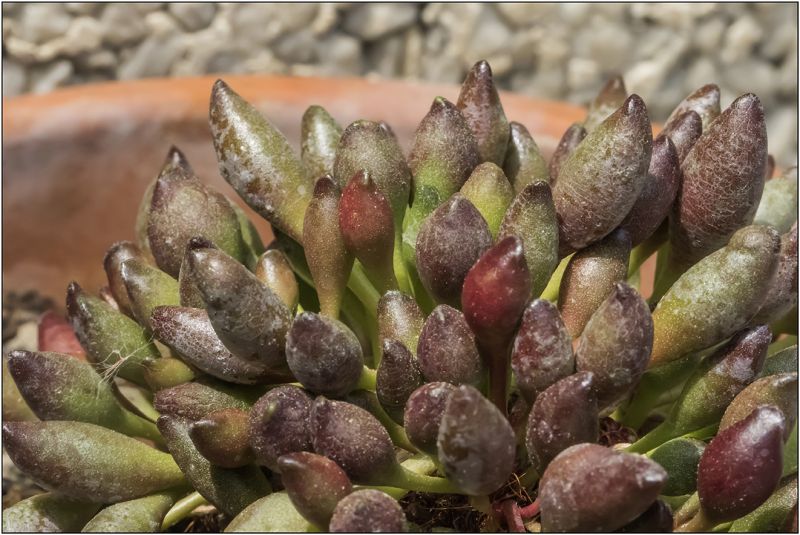 A photo of Adromischus cristatus Indian Clubs