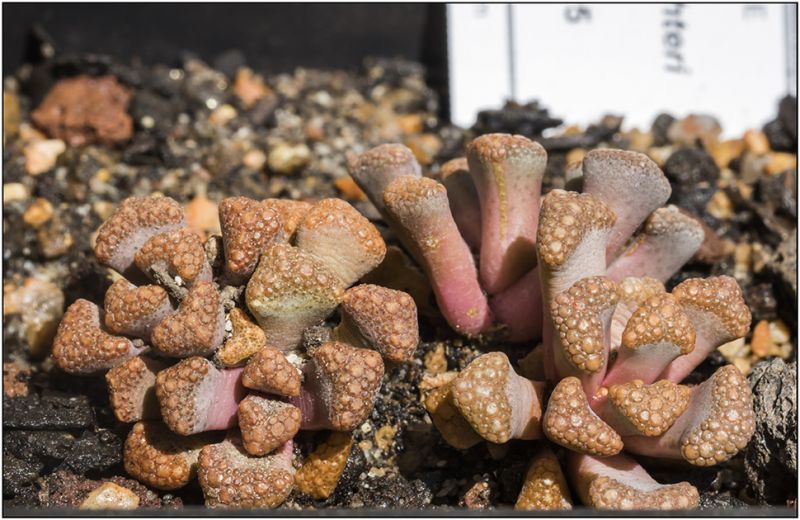 A photo of Titanopsis hugo-schlechteri  