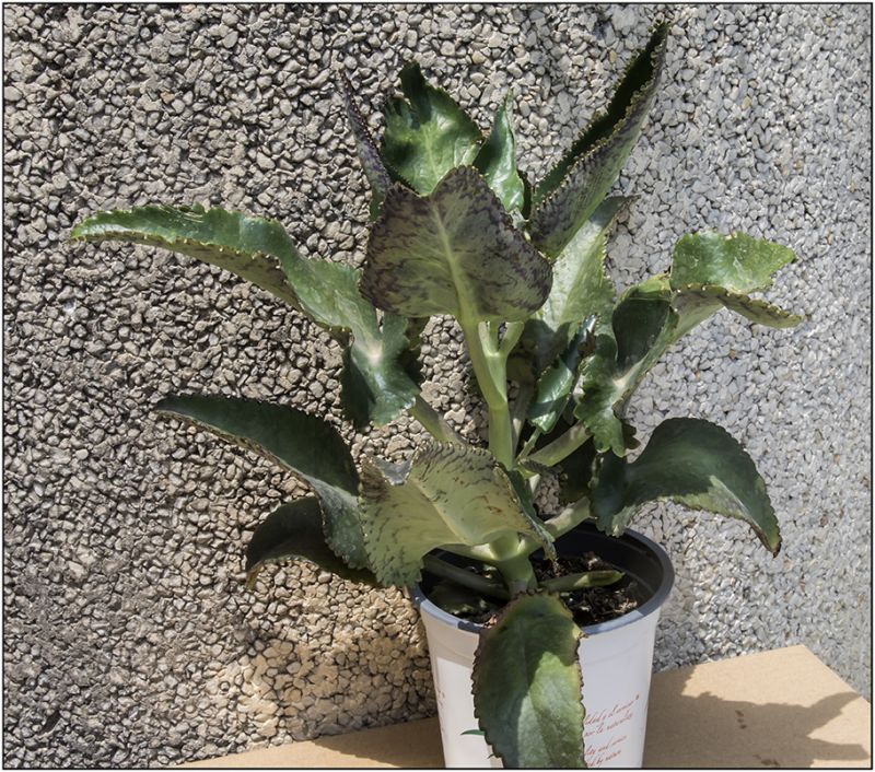 A photo of Kalanchoe daigremontiana  
