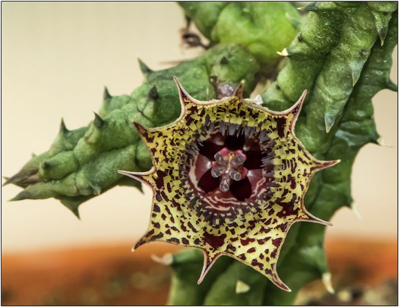Una foto de Huernia volkartii  