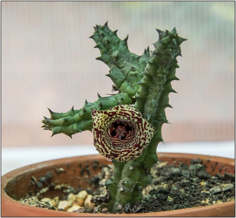 Una foto de Huernia volkartii  