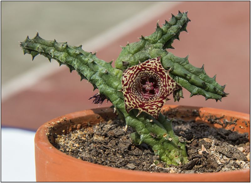 Una foto de Huernia volkartii  