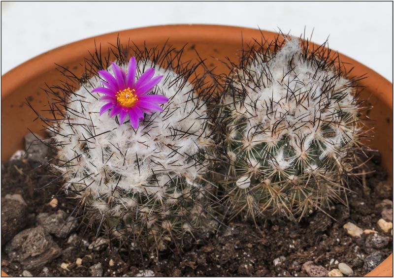 A photo of Turbinicarpus viereckii