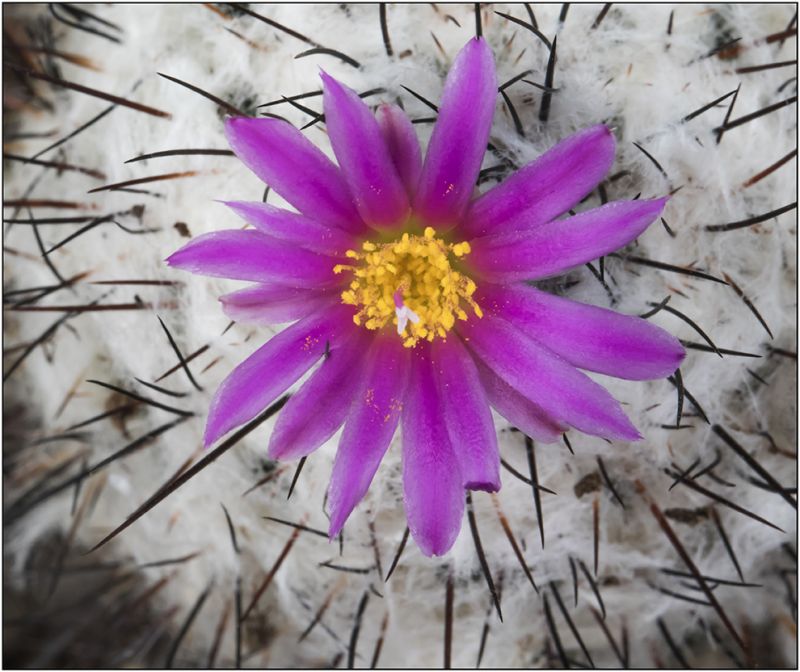 A photo of Turbinicarpus viereckii