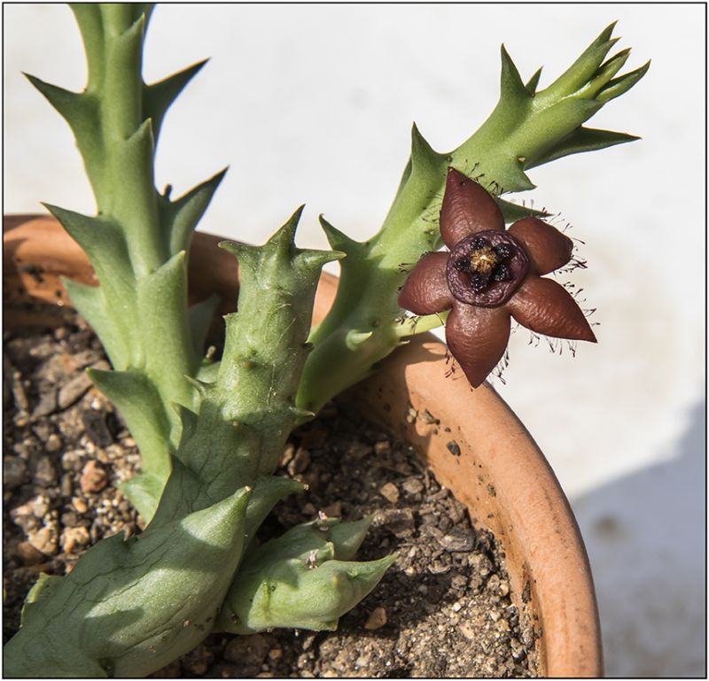 Una foto de Orbea orientalis
