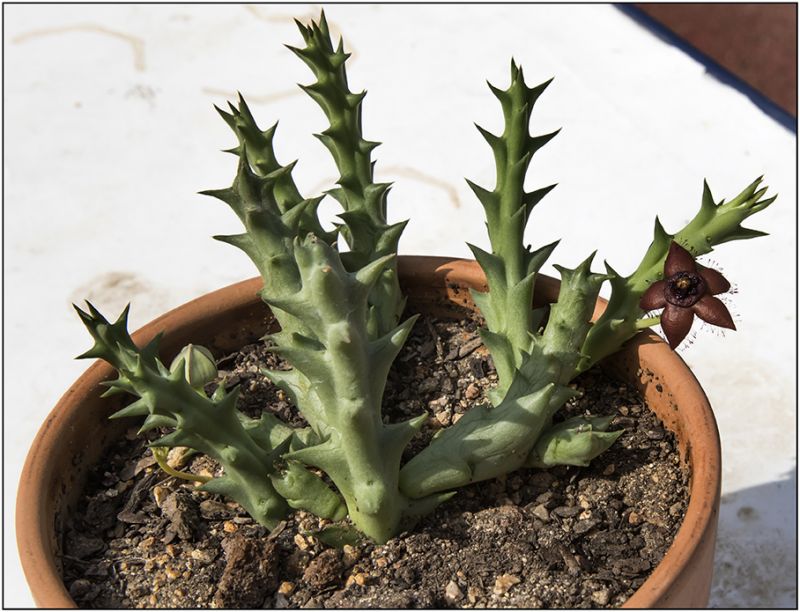 Una foto de Orbea orientalis
