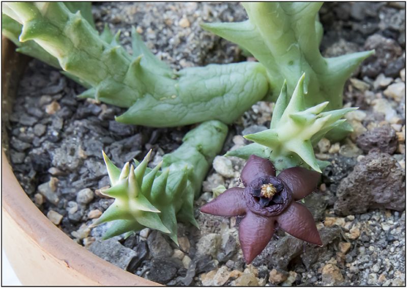 Una foto de Orbea orientalis