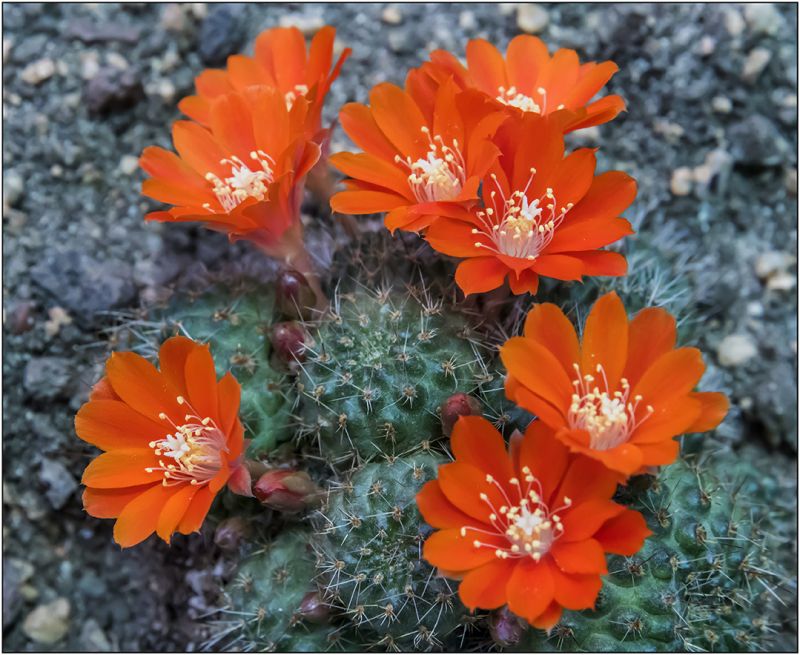 Una foto de Rebutia deminuta