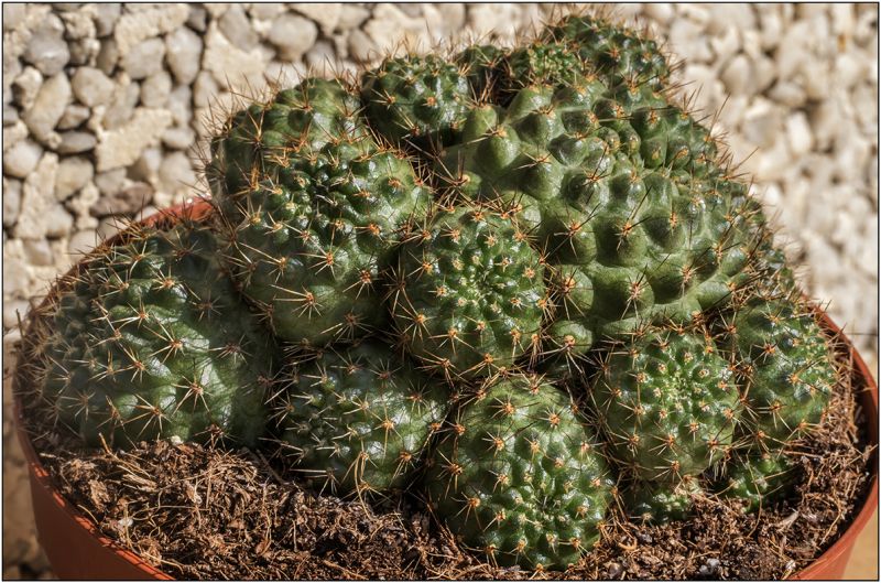 Una foto de Rebutia deminuta