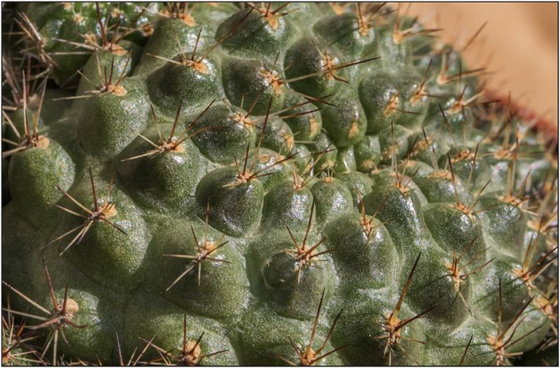 Una foto de Rebutia deminuta
