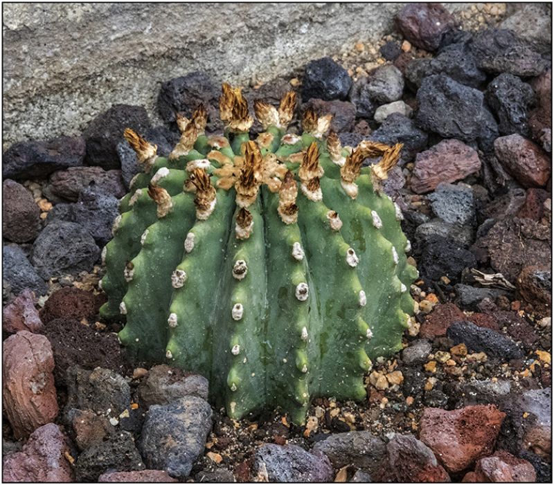 A photo of Ferocactus glaucescens fma. inermis