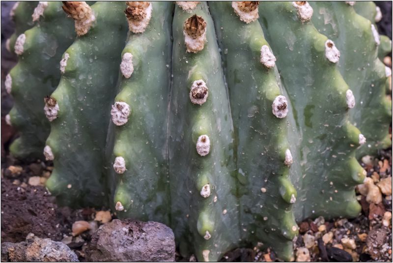 A photo of Ferocactus glaucescens fma. inermis