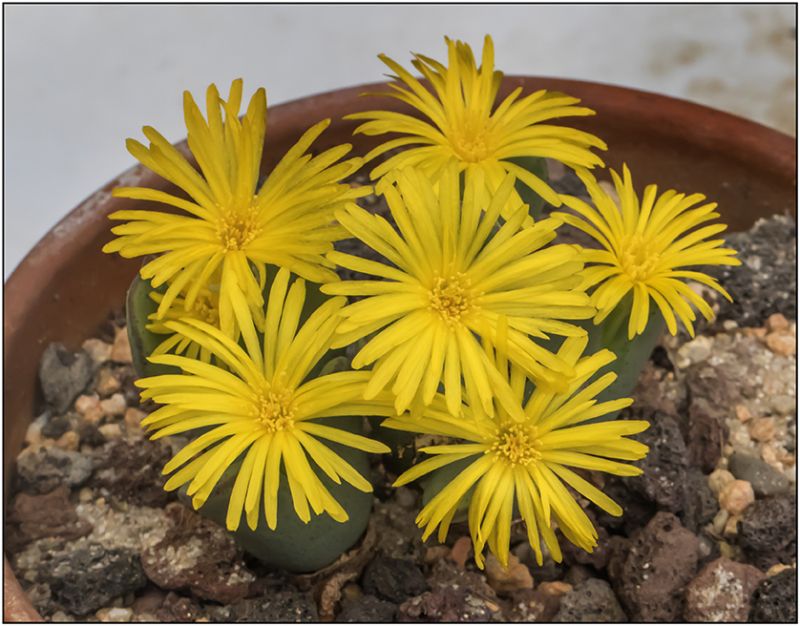 Una foto de Conophytum bilobum 