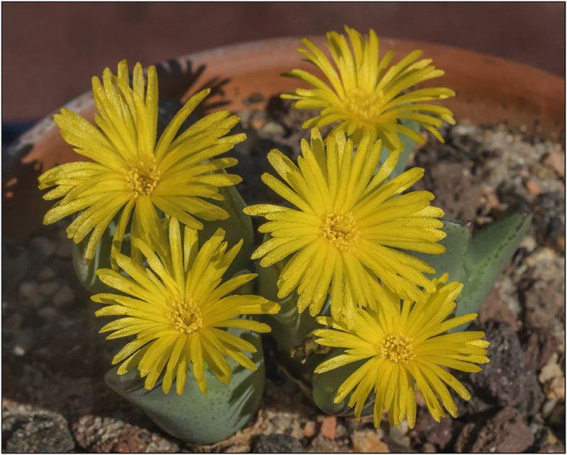 Una foto de Conophytum bilobum 