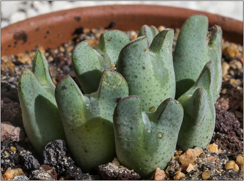 Una foto de Conophytum bilobum 
