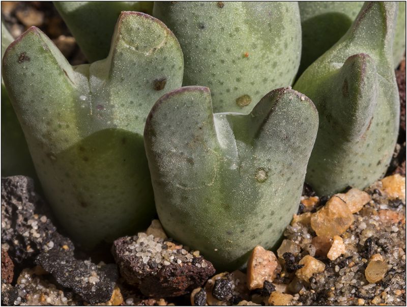 Una foto de Conophytum bilobum 