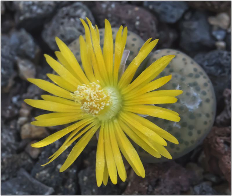 A photo of Lithops fulviceps var. fulviceps
