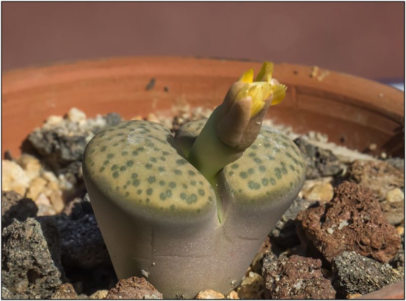 A photo of Lithops fulviceps var. fulviceps