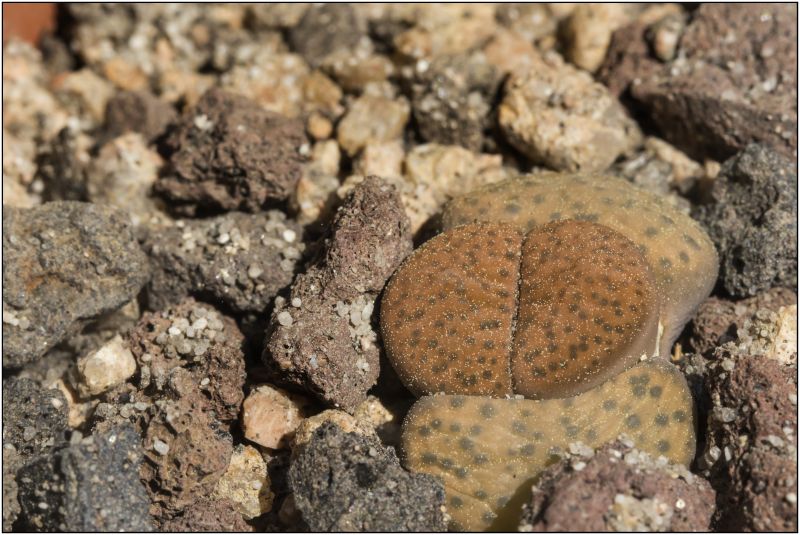 A photo of Lithops fulviceps var. fulviceps