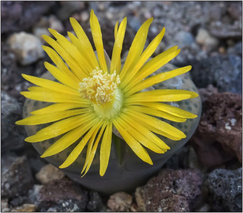 A photo of Lithops fulviceps var. fulviceps